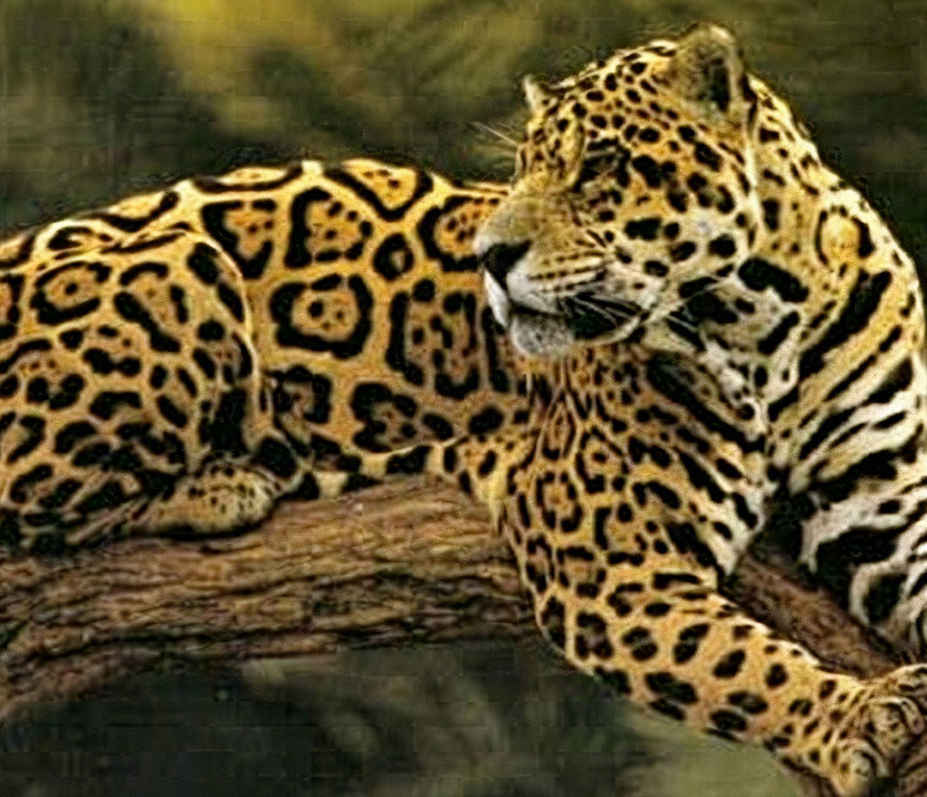 Jaguar