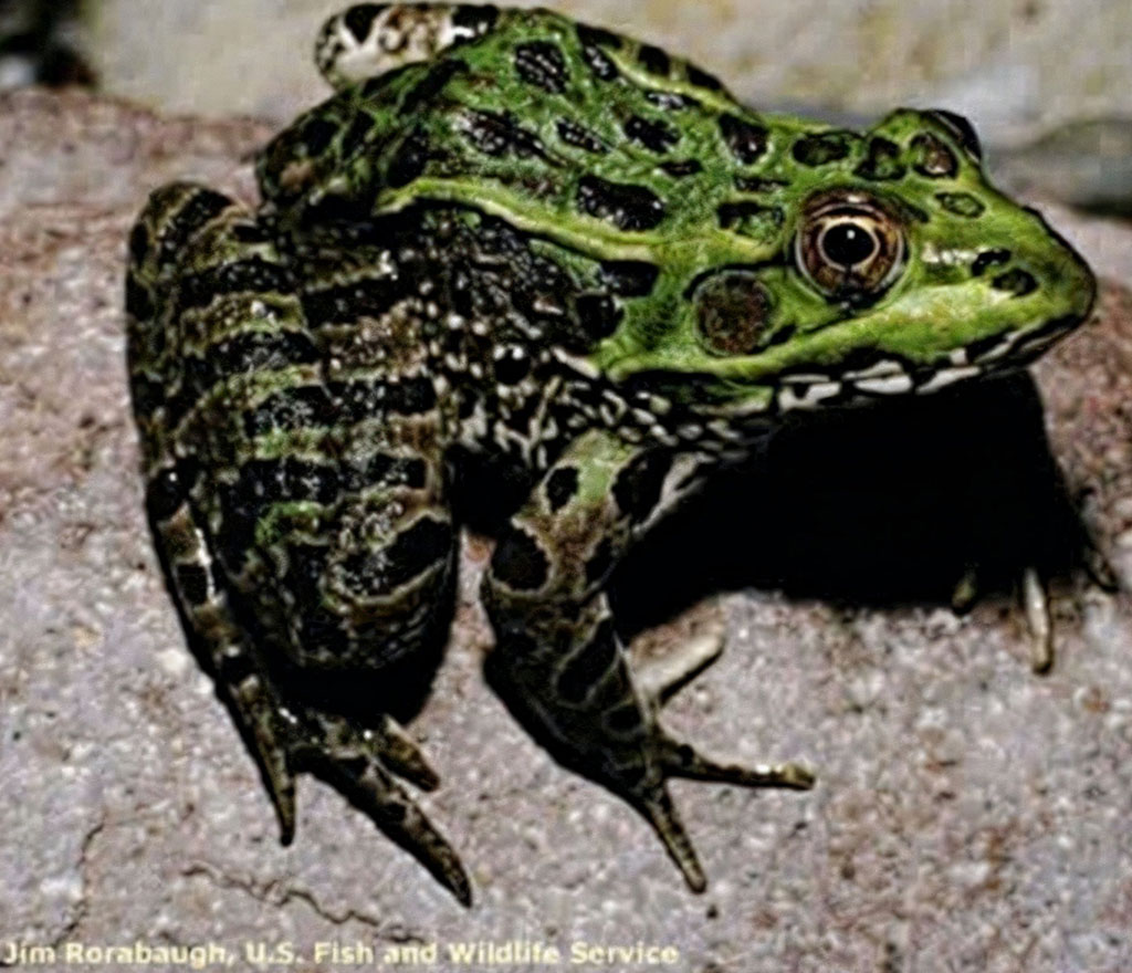 Leopard Frog