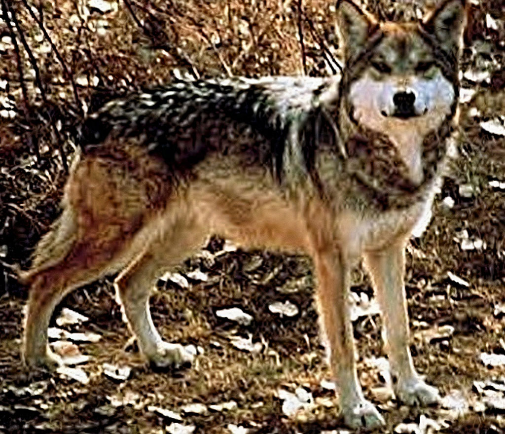 Mexican Gray Wolf