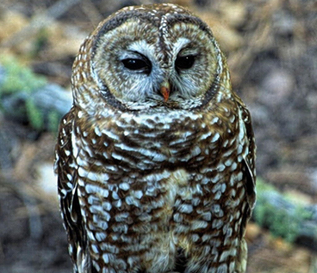 Mexican Spotted Owl