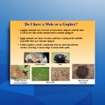 Mole vs Gopher